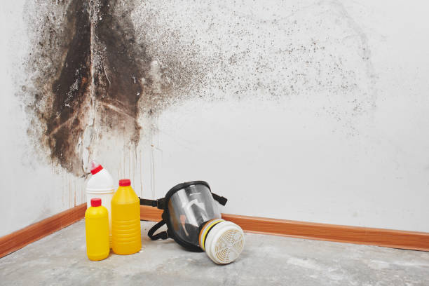 Best Commercial Mold Remediation in Luverne, AL