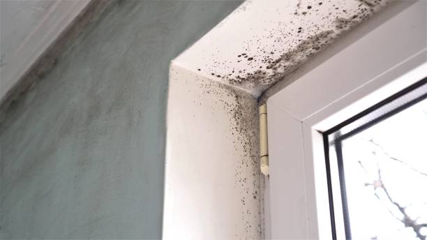 Best Commercial Mold Remediation in Luverne, AL
